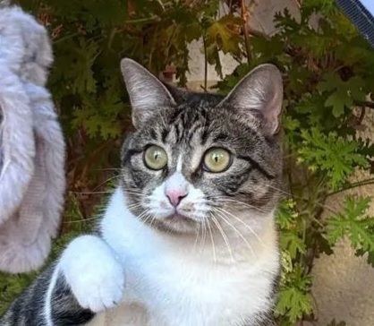 BEBE 230 27620 Gasny