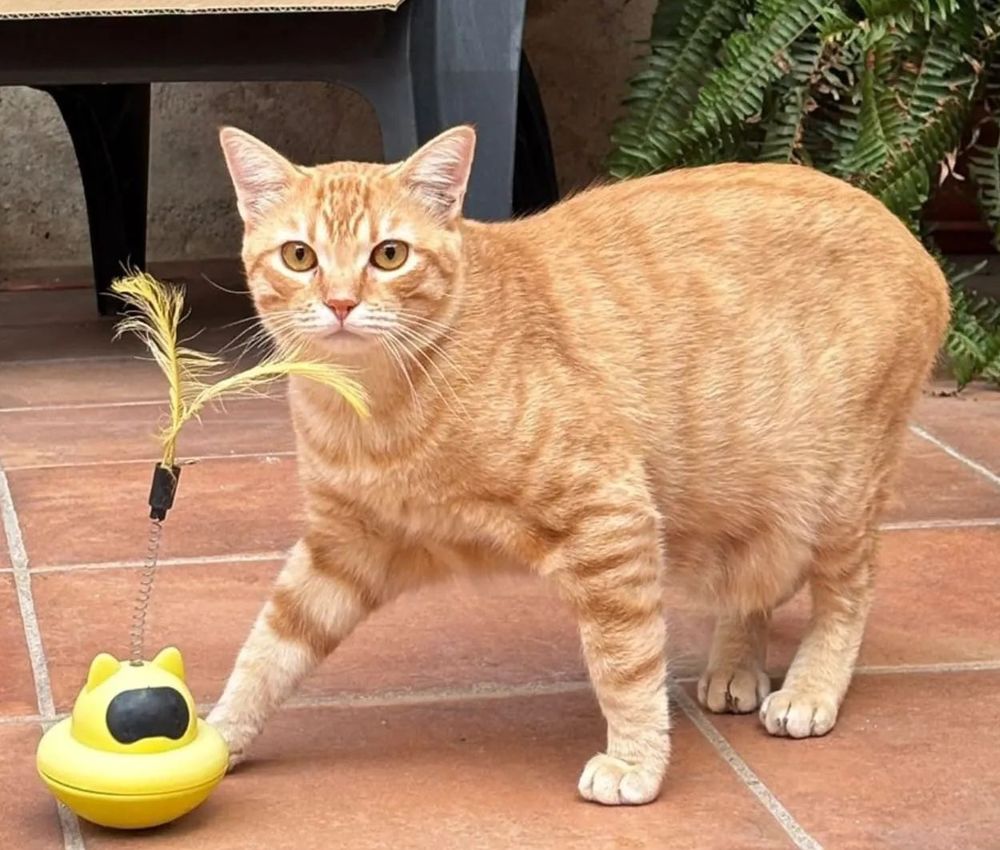 GORO 230 27620 Gasny