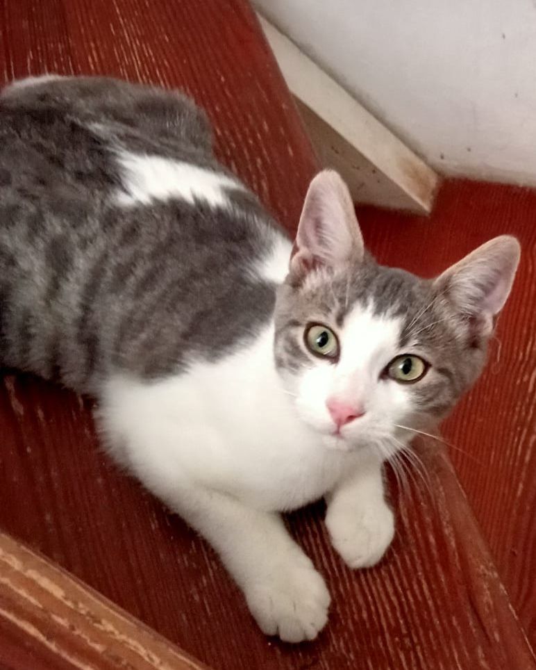 ELVIS 230 27620 Gasny