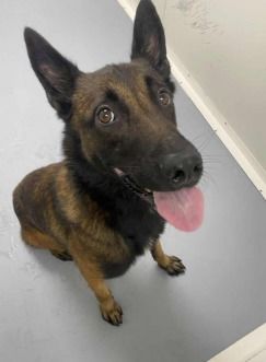 Chien SWAT &agrave; l adoption 210 13001 Marseille