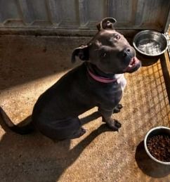 Chien TORTE &agrave; l adoption 210 13001 Marseille