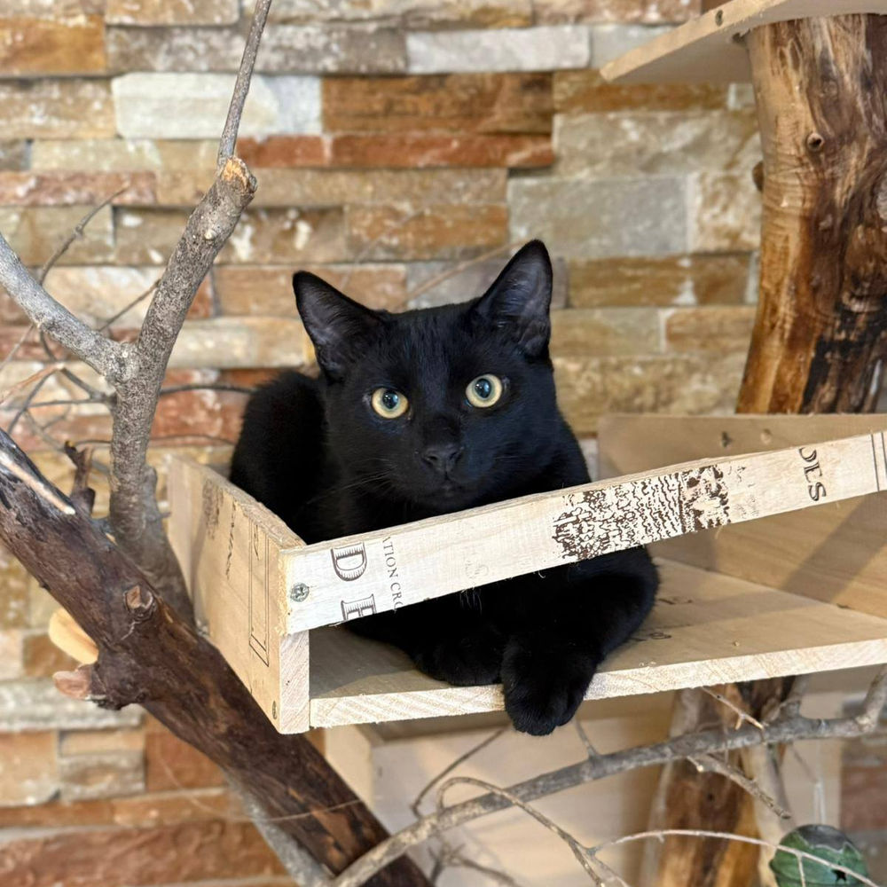 COCA 1 26600 Serves-sur-rh�ne