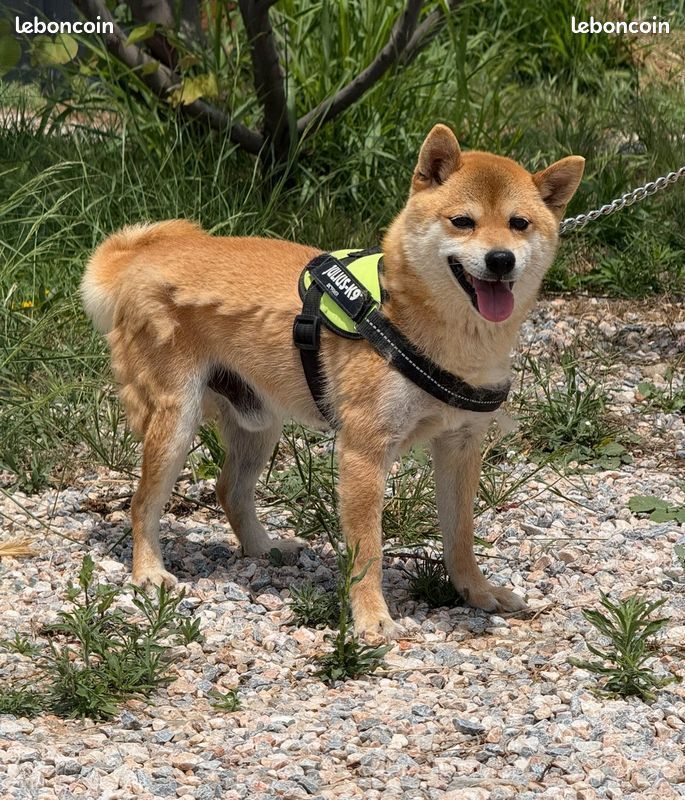 M&acirc;le Mame shiba roux ( shiba inu miniature ) pedigree KCJ & Confirm&eacute; & import japon 1990 66450 Pollestres