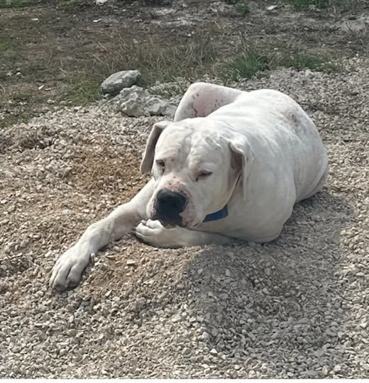 Chien ODIN &agrave; l adoption 100 26400 Allex