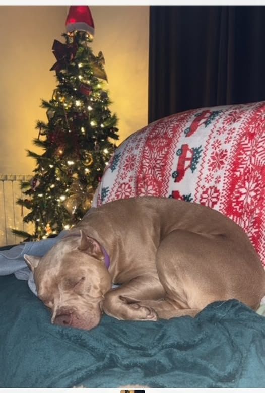 Chien ELECTRA &agrave; l adoption 250 26800 Ambonil