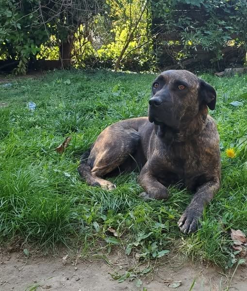 Chien RUBY &agrave; l adoption 350 26130 Sol�rieux