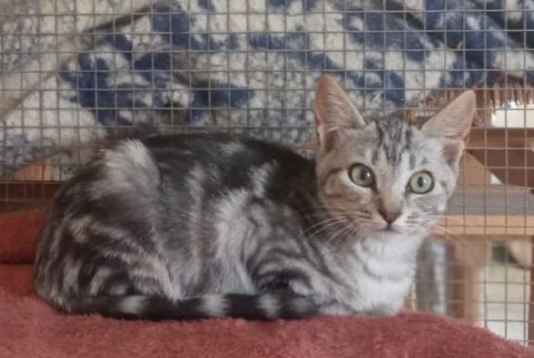 SAHARA 230 27620 Gasny