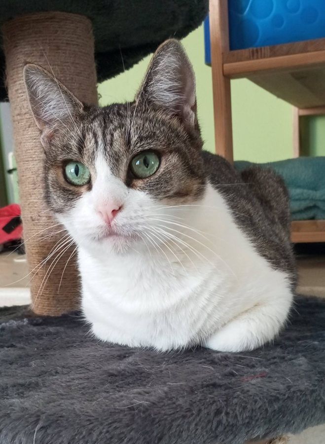 LOUANA, jolie chatte grise et blanche &agrave; adopter via l'association UMA 180 18800 Villabon