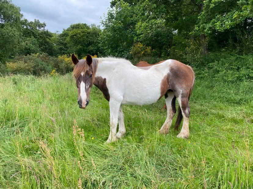 Pistache 200 22390 Saint-adrien