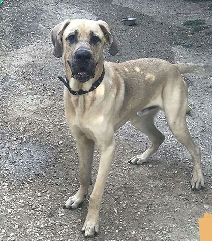 Dexter 230 26700 Pierrelatte