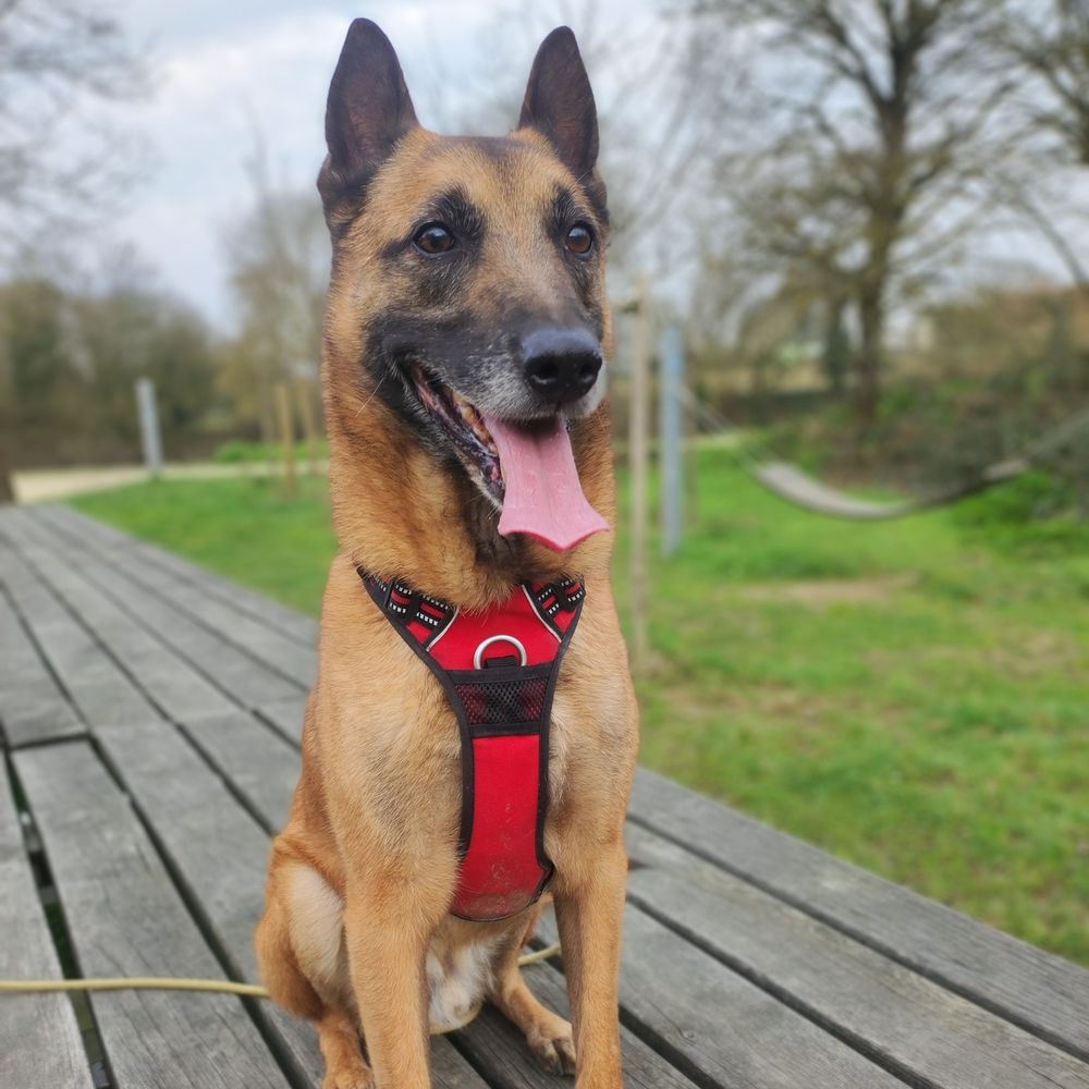 Digo (Indigo) 70 35000 Rennes