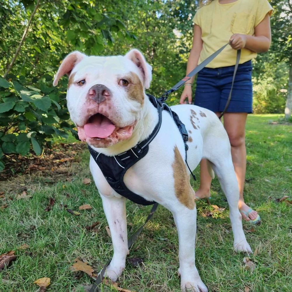 Ta&iuml;ka bouledogue proche de son humain 250 35000 Rennes