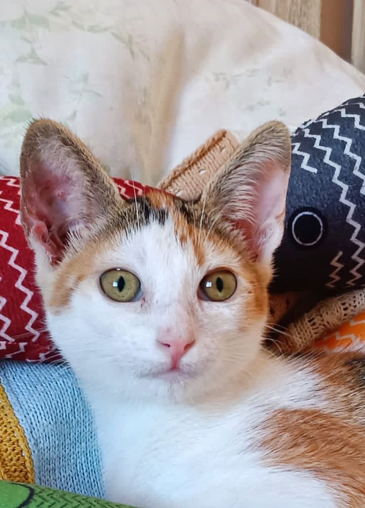 HOLLY 230 27620 Gasny