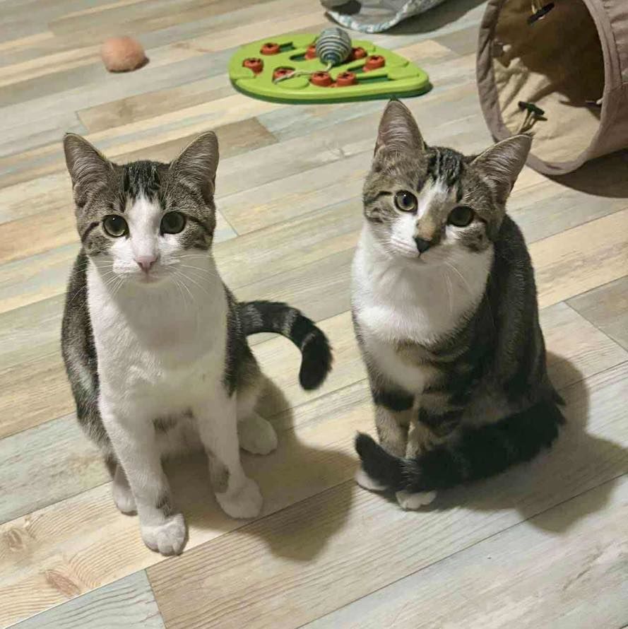 Chats Juniors ( Femelles ) &agrave; l'adoption  / 6 mois 80 62149 Annequin