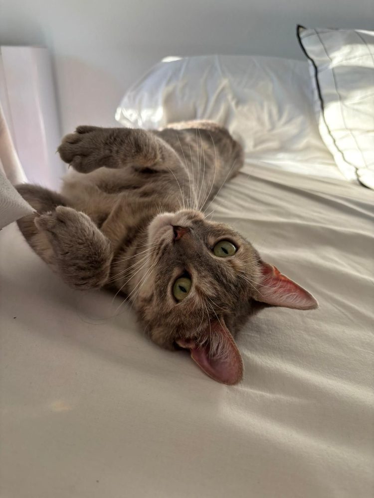 Foug&egrave;re 1 44000 Nantes