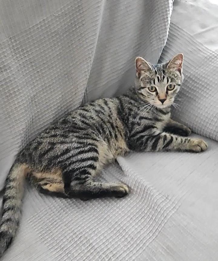 CLEO 230 27620 Gasny