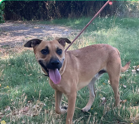 P&eacute;pito 230 26700 Pierrelatte