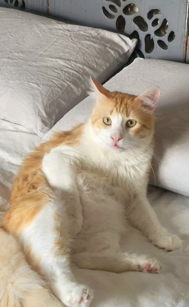 SELENI 230 27620 Gasny