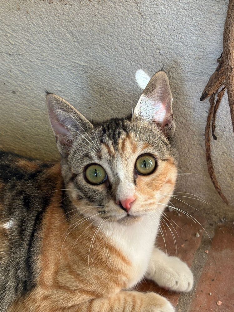 SIENA 230 27620 Gasny