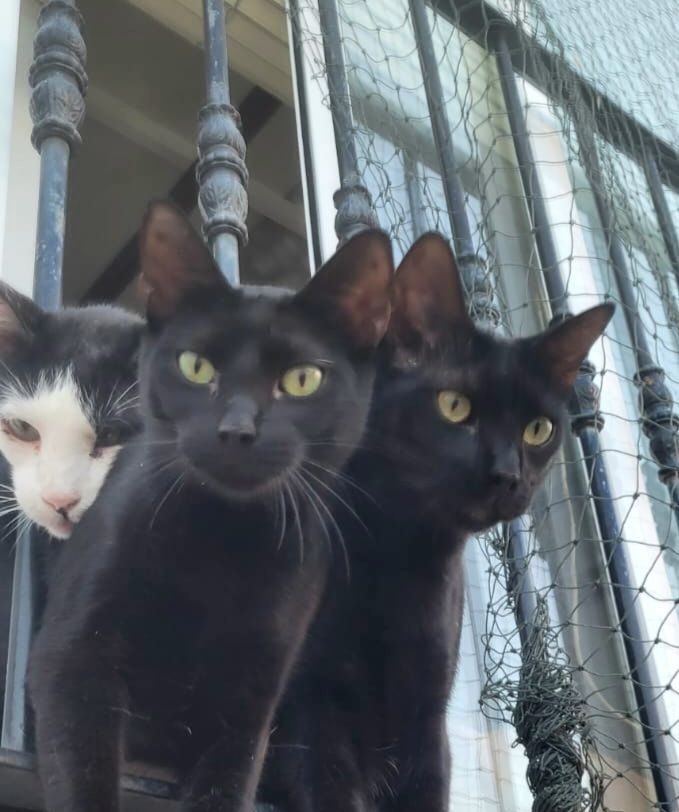 PINKY et JELOWY 460 27620 Gasny