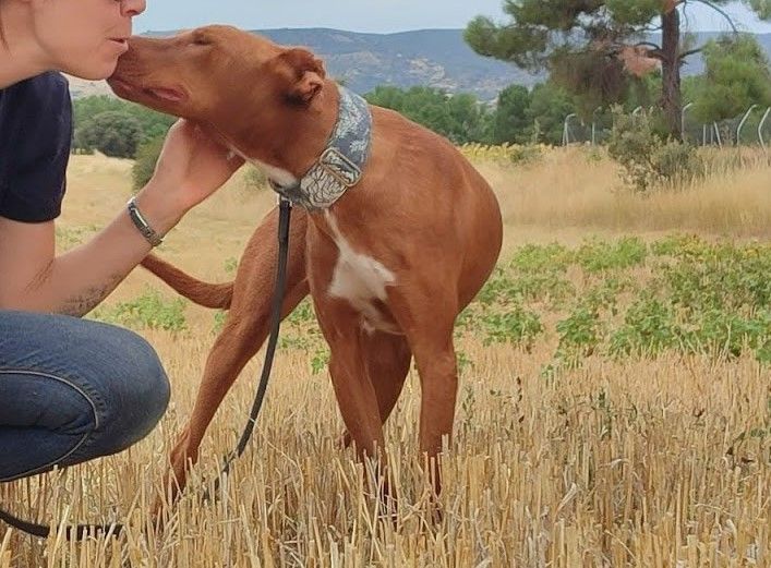 FUTUR, Podenco m&acirc;le, 2 ans et demi 315 24140 Douville