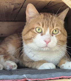 Voldemort 130 26700 Pierrelatte