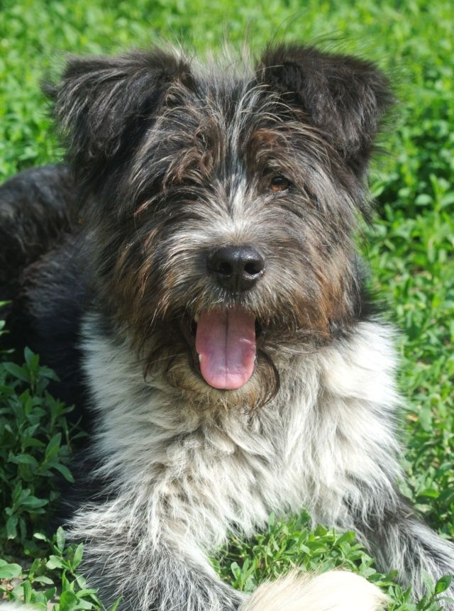 Tosca &agrave; l'adoption 300 69001 Lyon