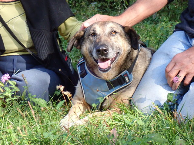 Earley &agrave; l'adoption 300 53000 Laval