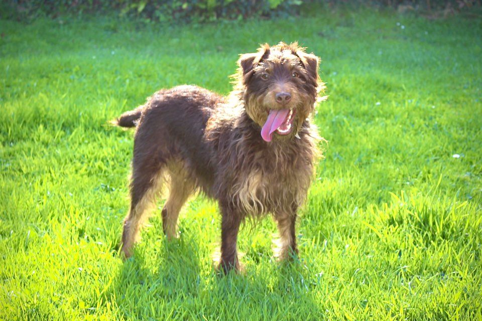 Ulysse, charmant Jagdterrier 180 50310 Quin�ville