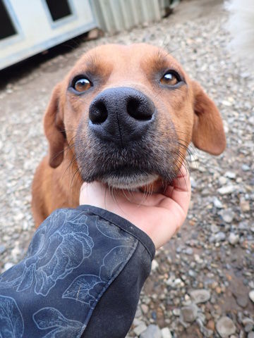 Duphy &agrave; l'adoption 300 68000 Colmar