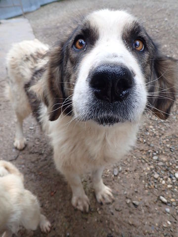 Ba&iuml;kal &agrave; l'adoption 200 15000 Aurillac