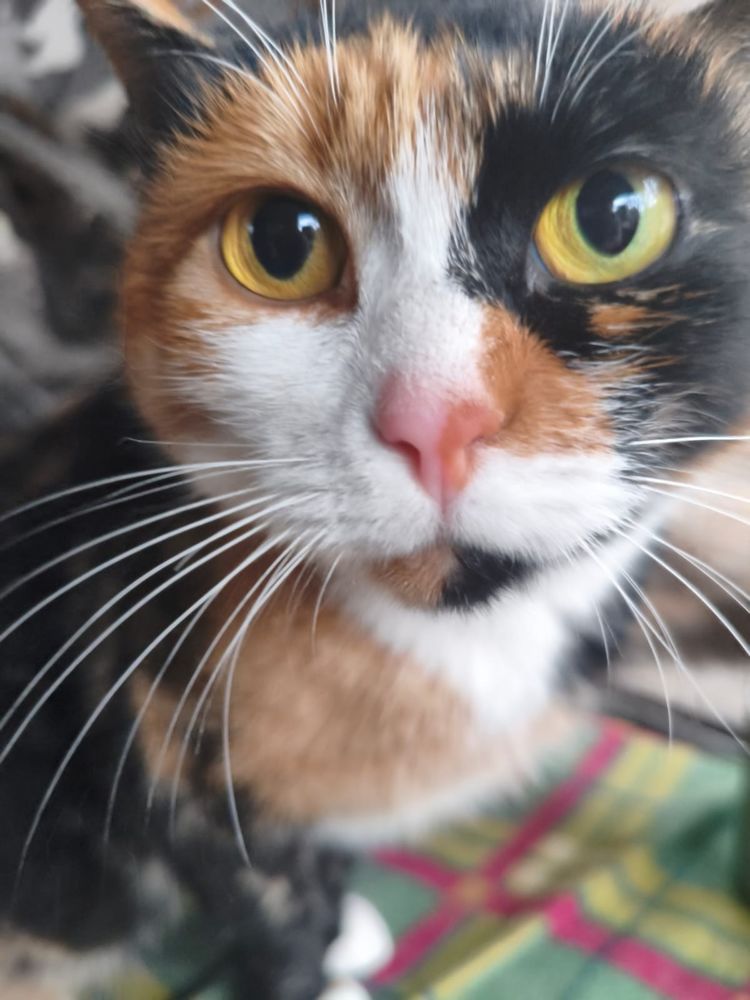 CHANEL SE TROUVE EN FAMILLE D'ACCUEIL DANS LE 94 0 94000 Cr�teil