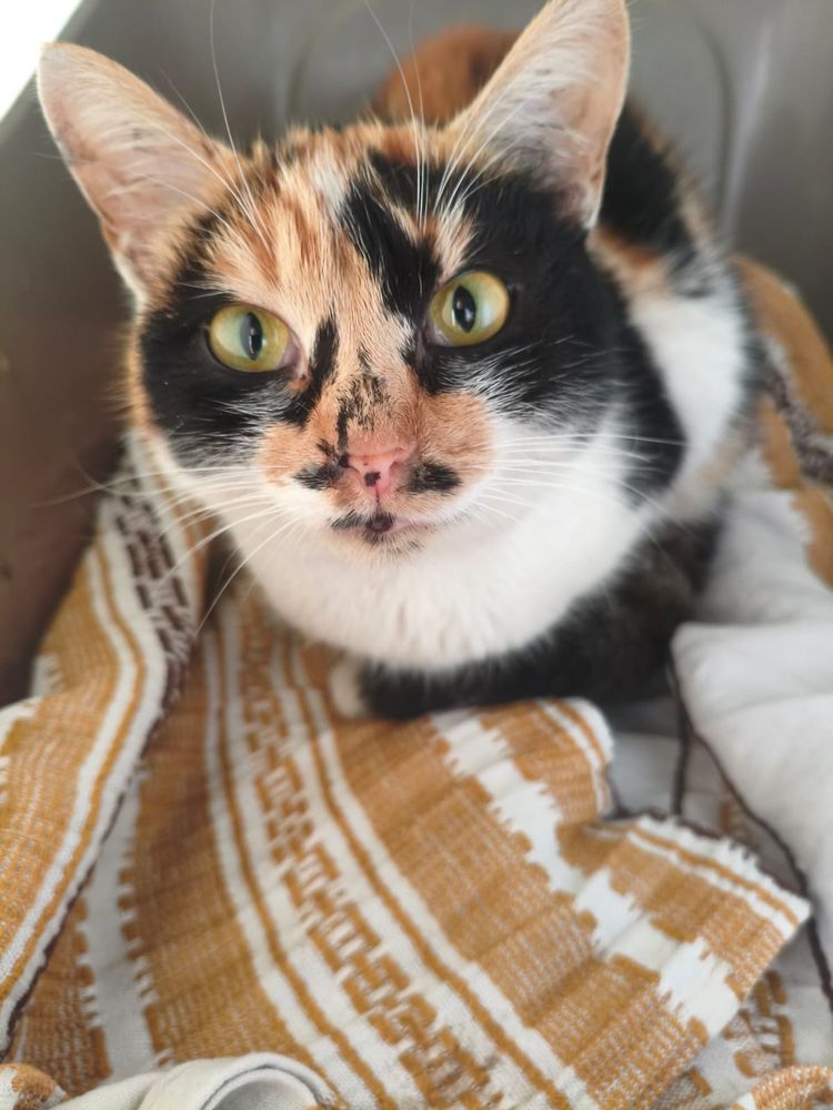 PRADA ( actuellement au refuge en ukraine )voyage prevu le 8 novrmbre 0 75019 Paris