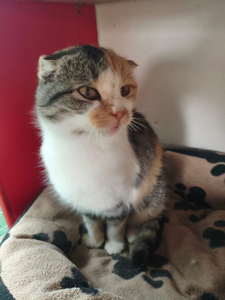 ZLATA ( actuellement au refuge en ukraine ) 0 75018 Paris