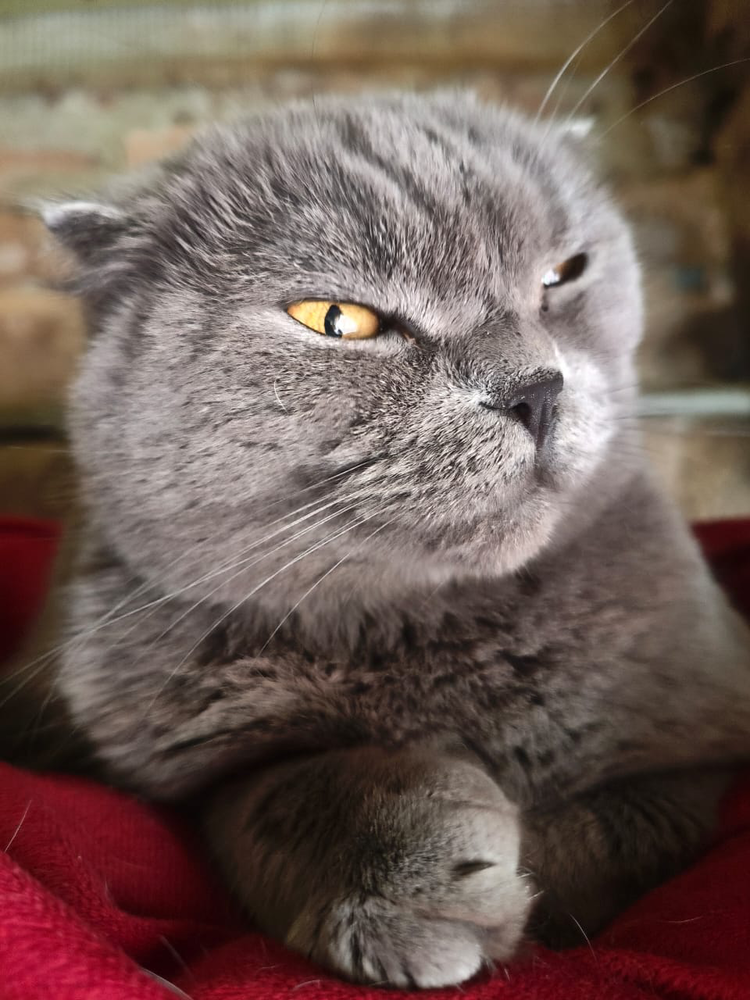 DATCHA ( actuellement  au refuge en ukraine ) 0 75018 Paris