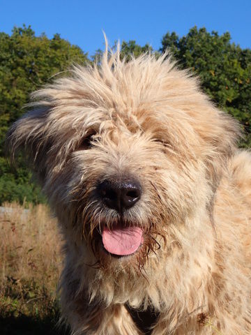 Darren &agrave; l'adoption 200 54000 Nancy