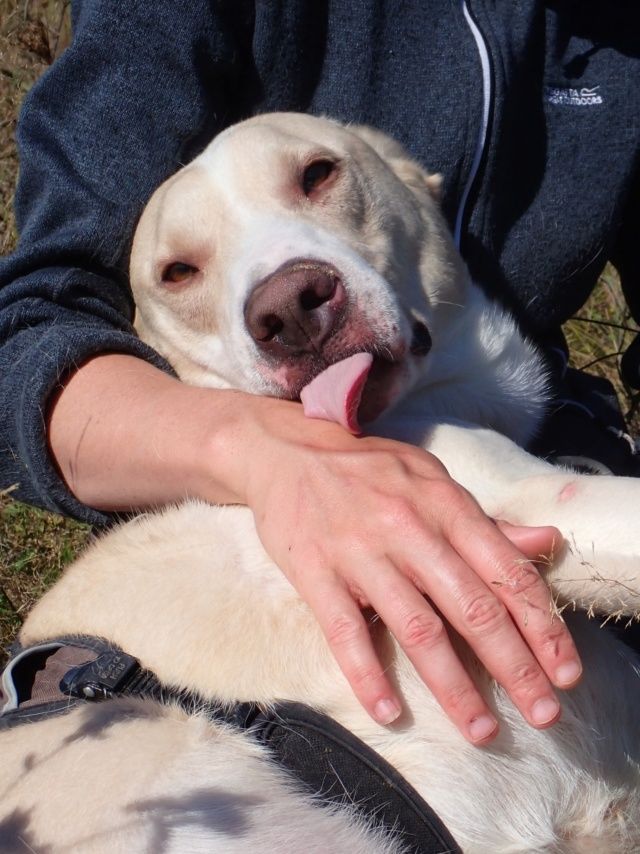 Baylan &agrave; l'adoption 300 21000 Dijon