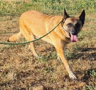 Chien SALLY &agrave; l adoption 210 34450 Vias