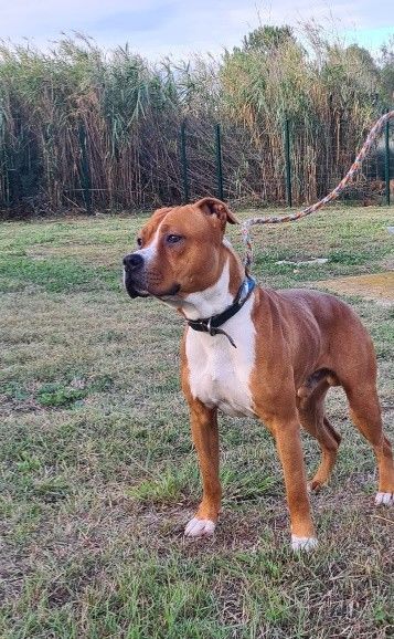 Chien TACK &agrave; l adoption 210 34450 Vias