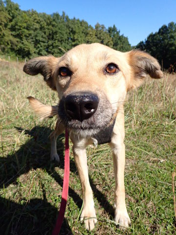 Thalie &agrave; l'adoption 300 88000 Chantraine