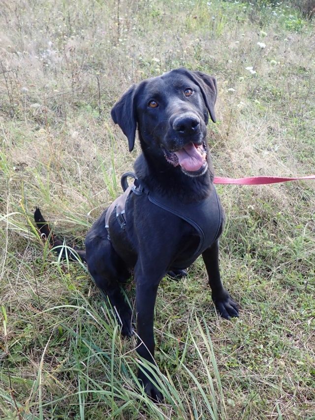 Neagra &agrave; l'adoption 300 21000 Dijon