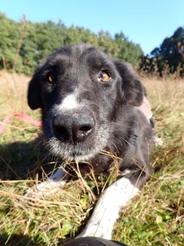 Grisette &agrave; l'adoption 300 89000 Auxerre