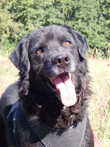 ACDC &agrave; l'adoption 300 35000 Rennes