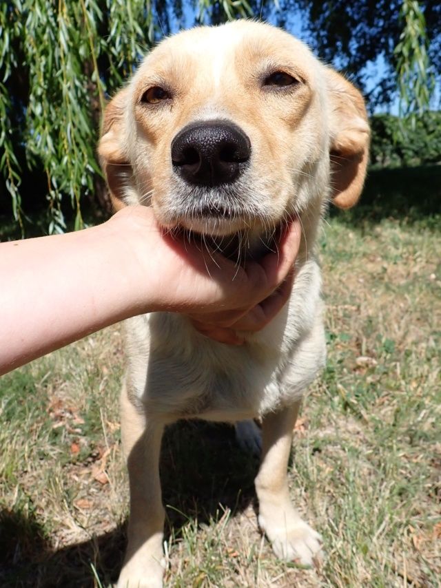 Baklava &agrave; l'adoption 300 73000 Barberaz