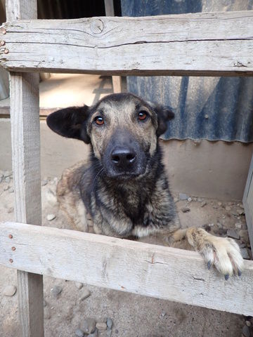 Bagster en urgence, &agrave; l'adoption 300 45000 Orl�ans