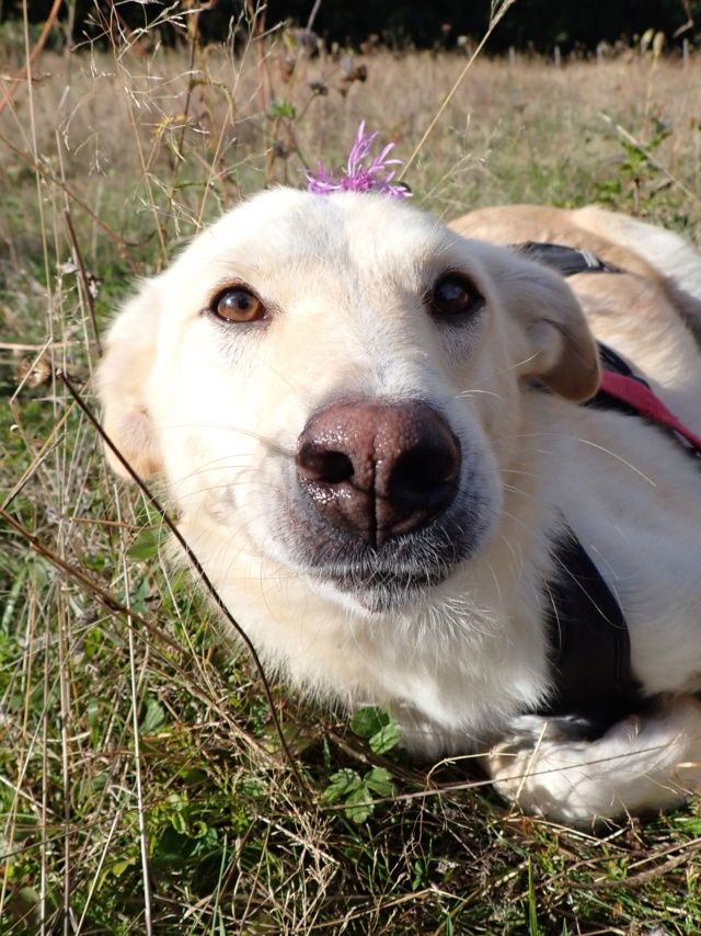 Hyperion &agrave; l'adoption 300 44000 Nantes