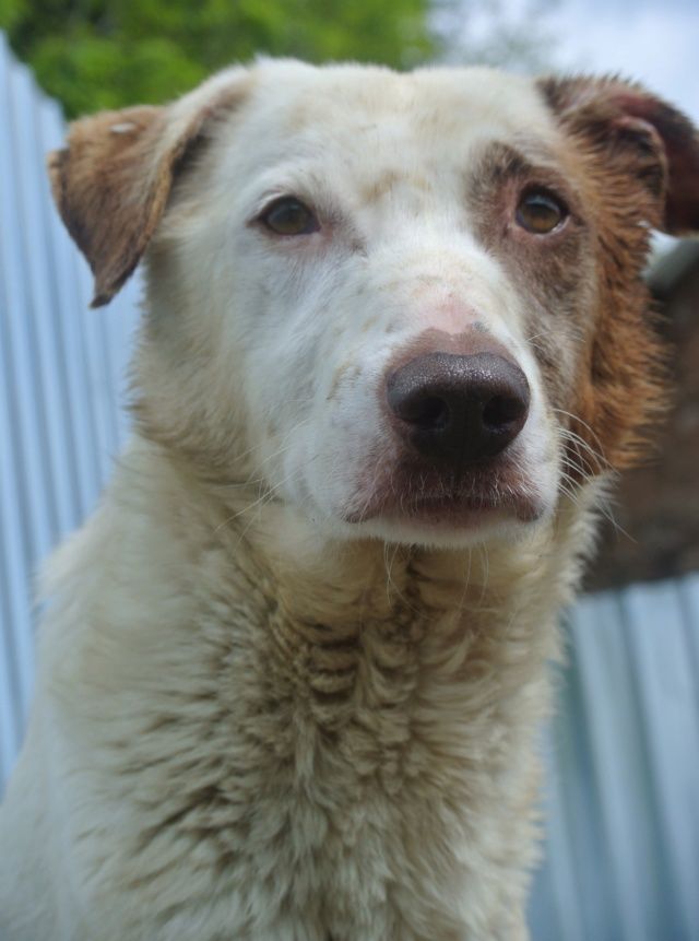 Galak &agrave; l'adoption 300 87000 Limoges