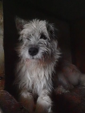 Pollux &agrave; l'adoption 300 72000 Le mans