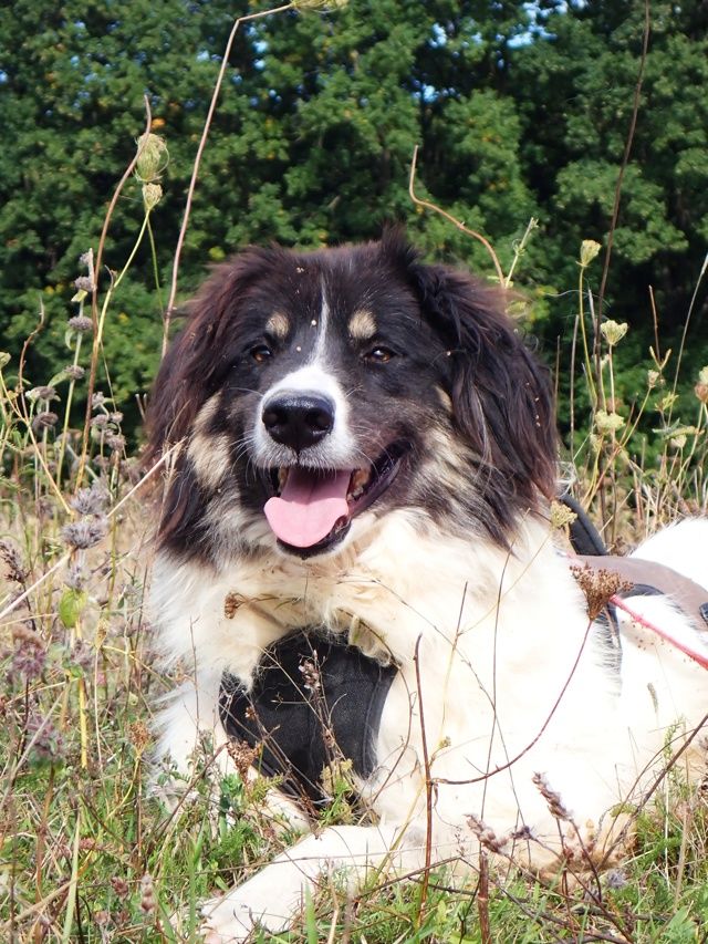 Alfred &agrave; l'adoption 300 21000 Dijon