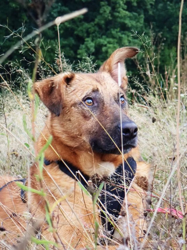 Asahi &agrave; l'adoption 300 37000 Tours